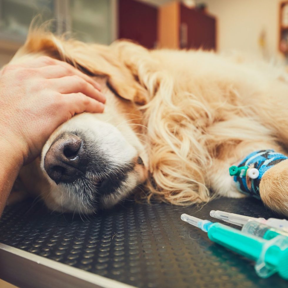 Nearest Emergency Hospitals In Arlington, MA Mill Brook AC