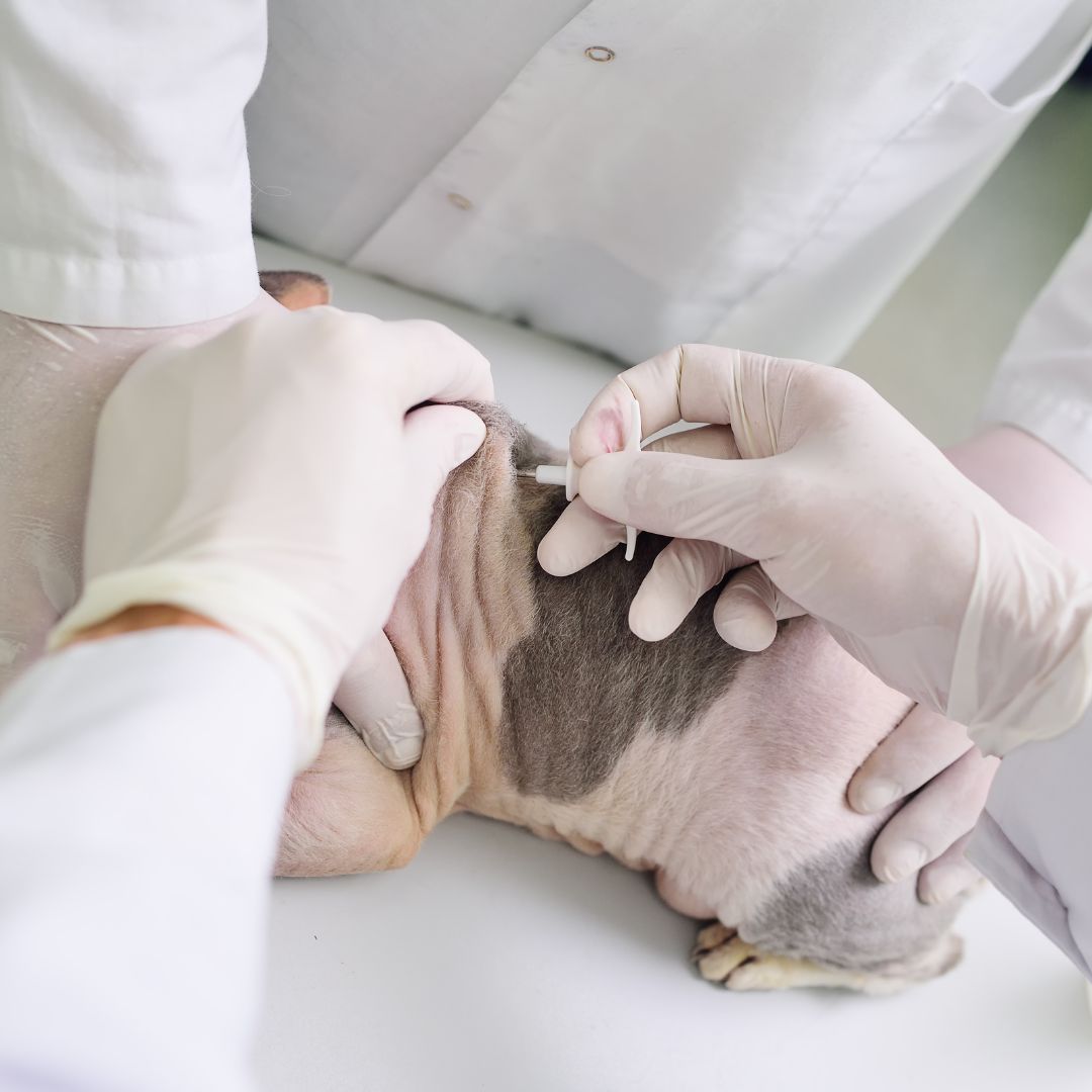 The vet puts the microchip on a cat in a veterinary clinic