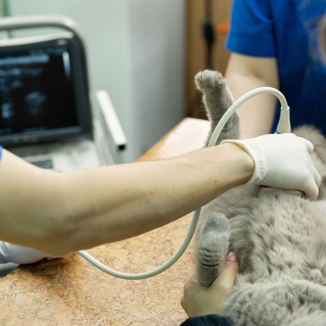 Photo vet does an ultrasound cat in clinic