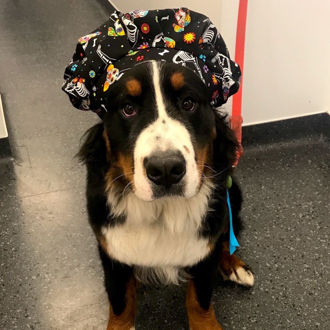 dog wearing a cap