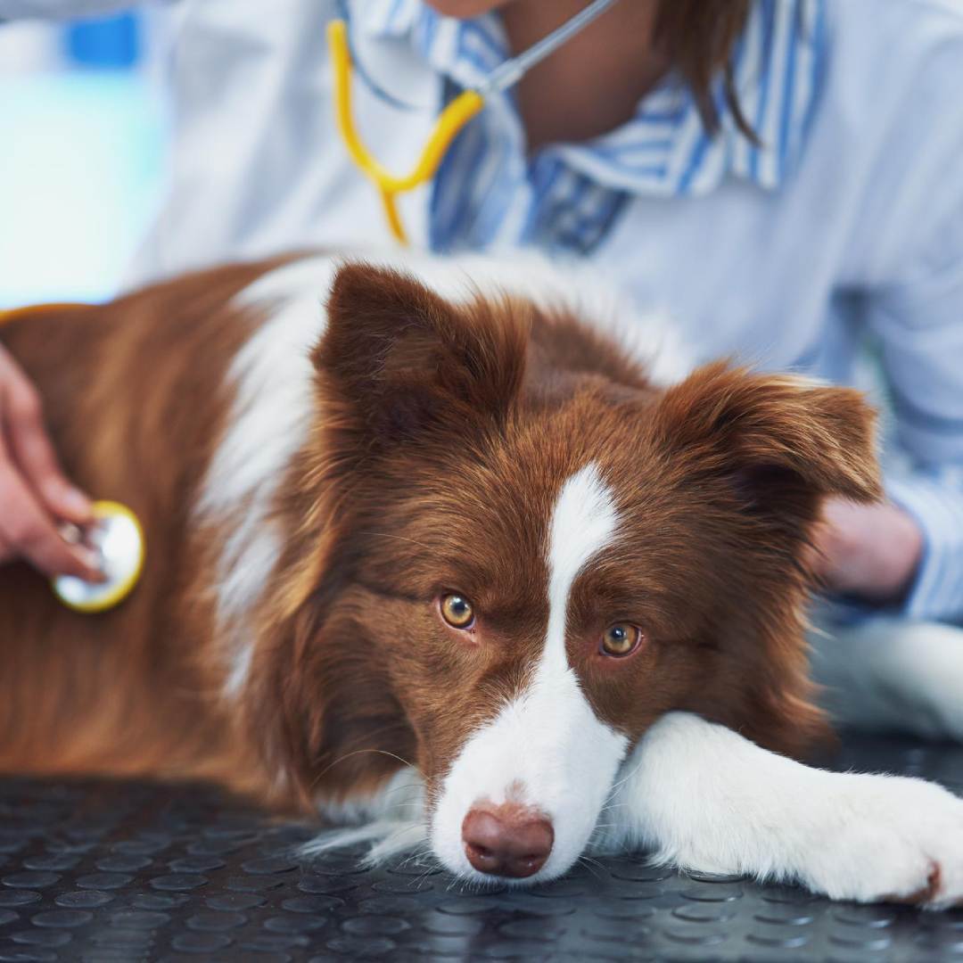 Pet Illness Visits