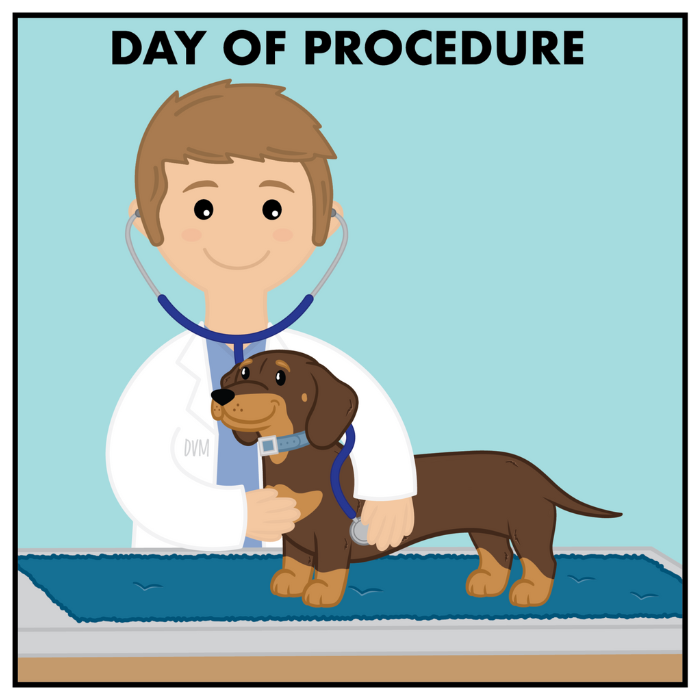 day of procedure section image