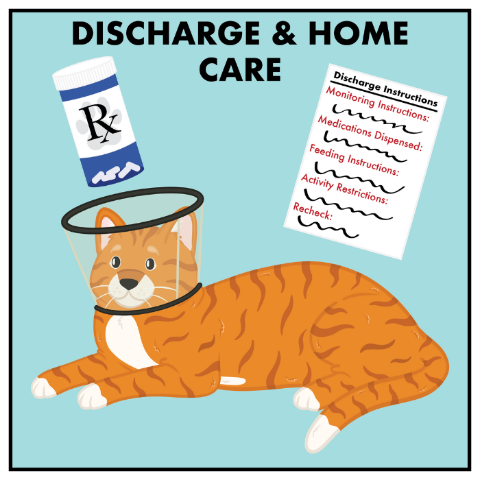 canine discharge section image