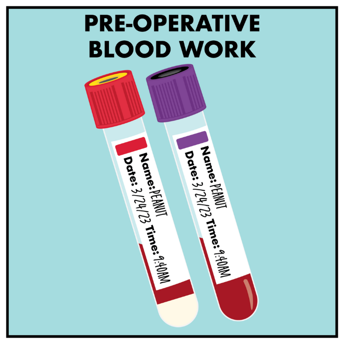 canine pre-operative blood work