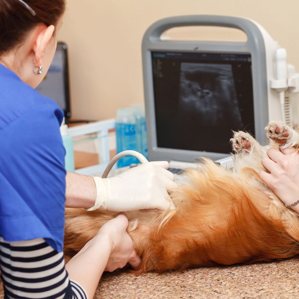 veterinarian taking ultrasound of dog