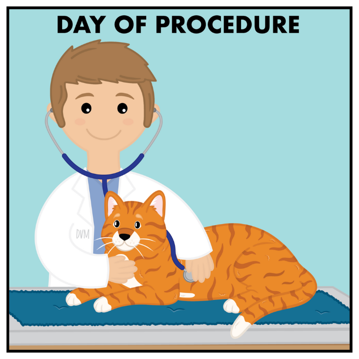 The Day of the Procedure picture