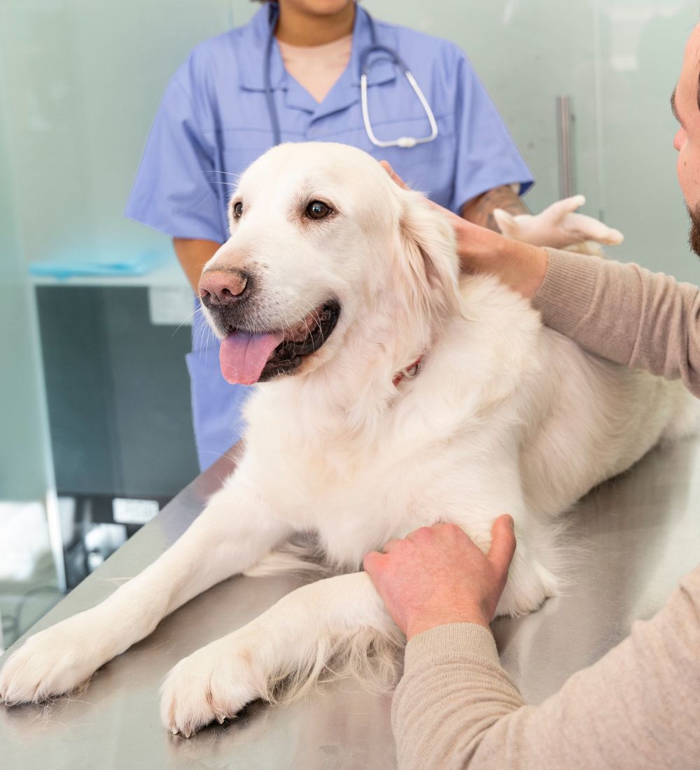 dog in veterinary clinic