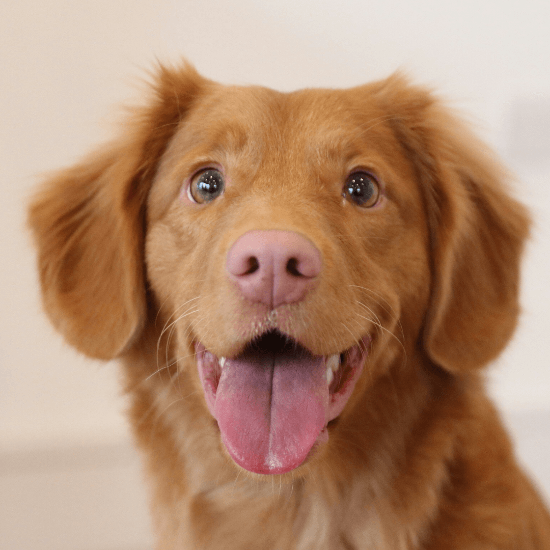 pet is enjoying with the camera